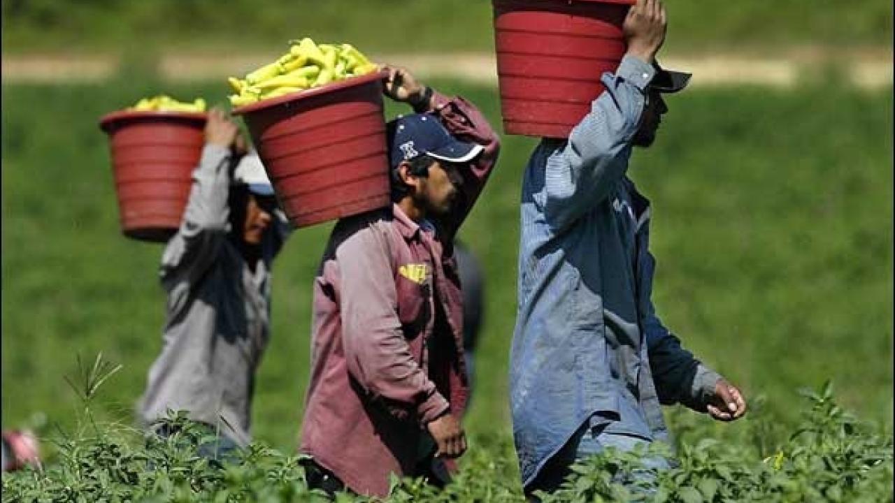 Farmworkers carrying chili peppers on their shoulders in red buckets