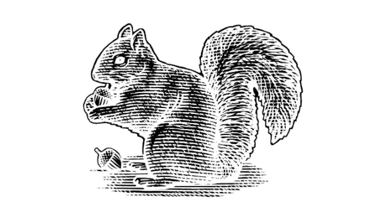 Squirrel white background