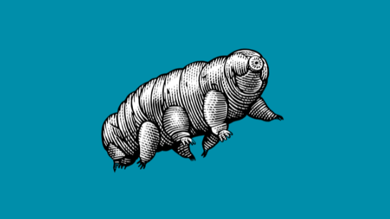 Tardigrade with blue background