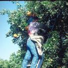 Farmworker harvesting oranges on ladder
