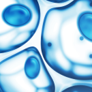 Computer rendering of human cells