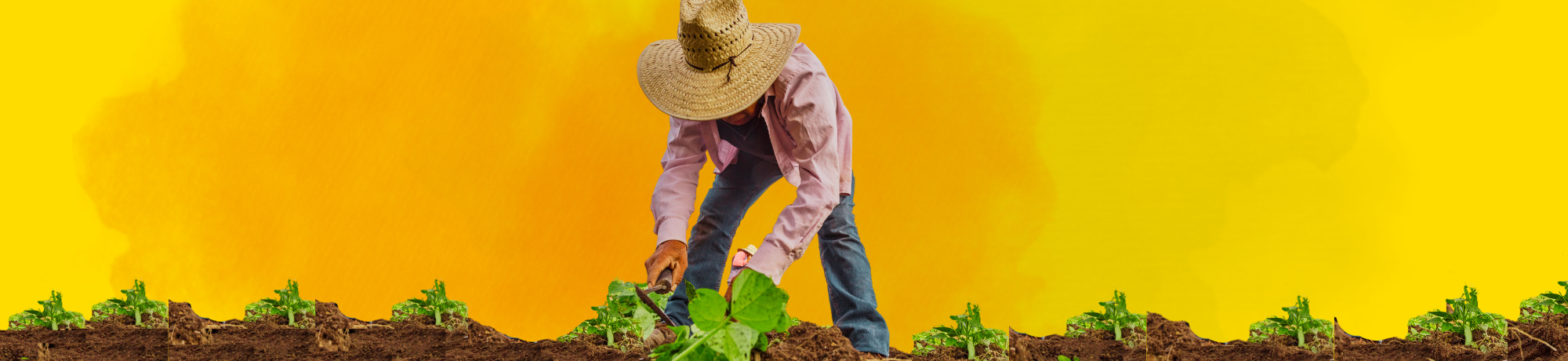 Farmworker cutting lettuce